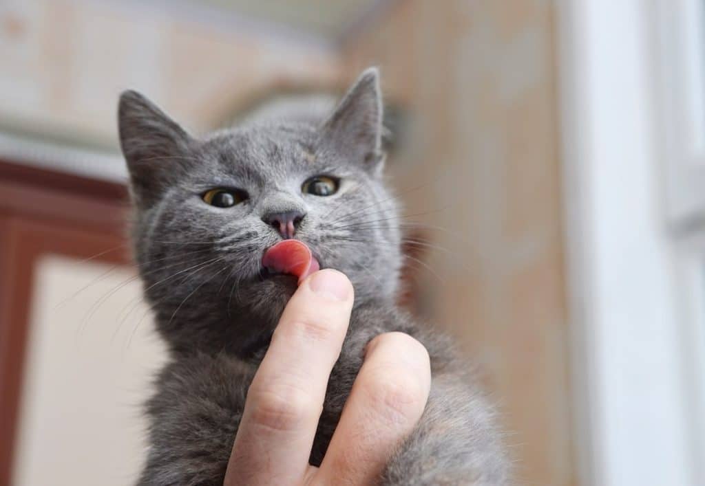 Grey cat licking the tips of owner's fingers