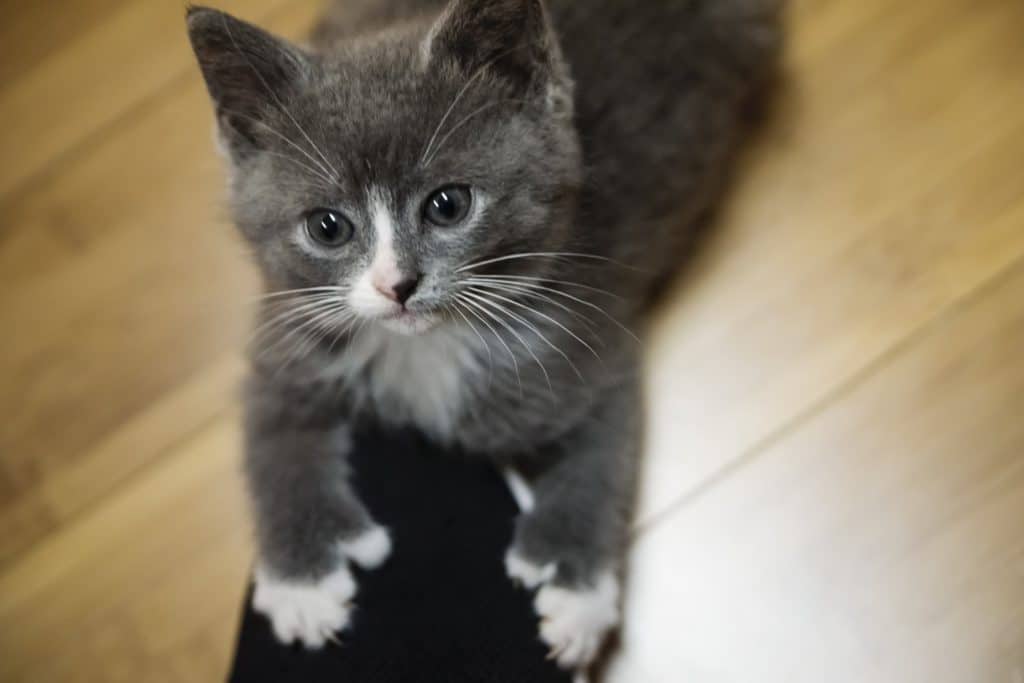 A cute polydactyl kitten looking up