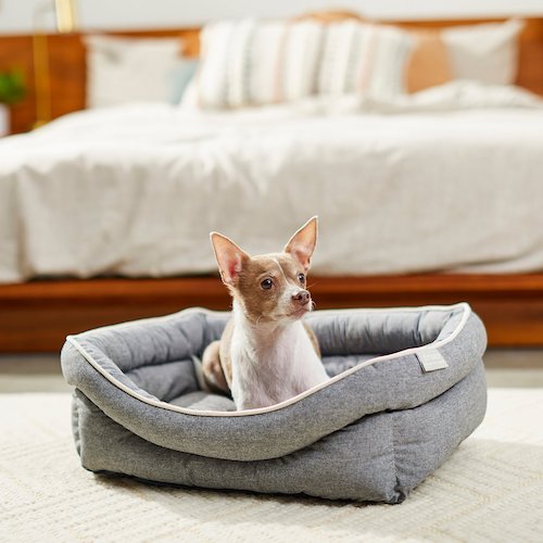 Small tan and white dog sitting in grey dog bed