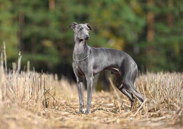 Italian Greyhound standing in summer grass
