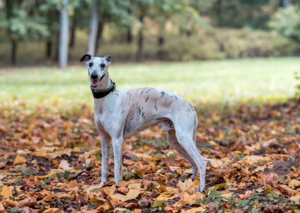 Whippet standing outside in autumn leaves