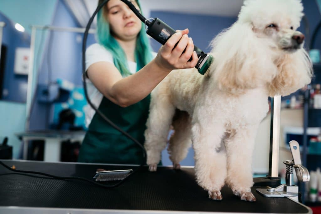 A female groomer shaving a dog on a table