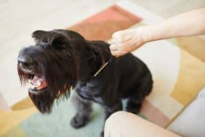 Pet parent grooming their aggressive dog at home
