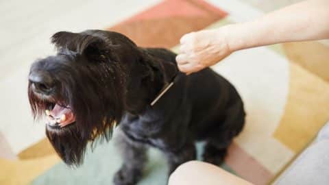 Pet parent grooming their aggressive dog at home