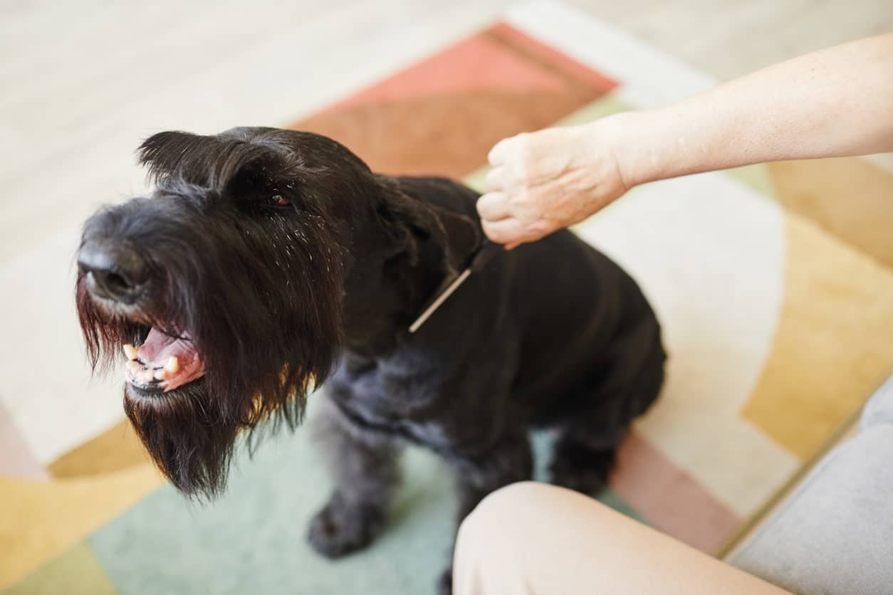 How to Groom an Aggressive Dog Best Tips & Tools