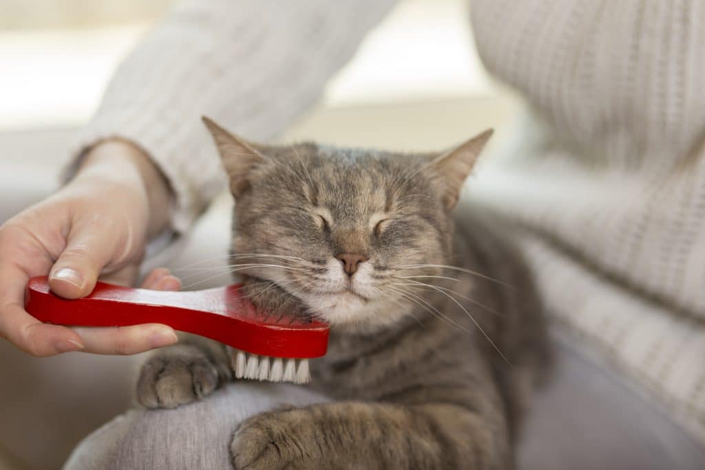 Tabby cat lying in her owner's lap and enjoying while being brushed and combed. Selective focus