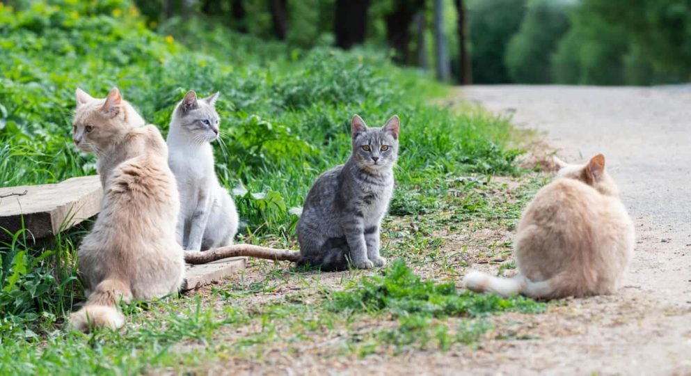 riñones Impuro familia real The Name for A Group of Cats Explained