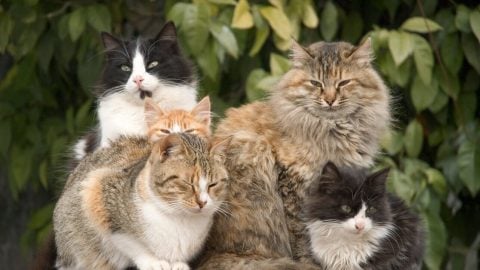 Four cats sitting under a tree