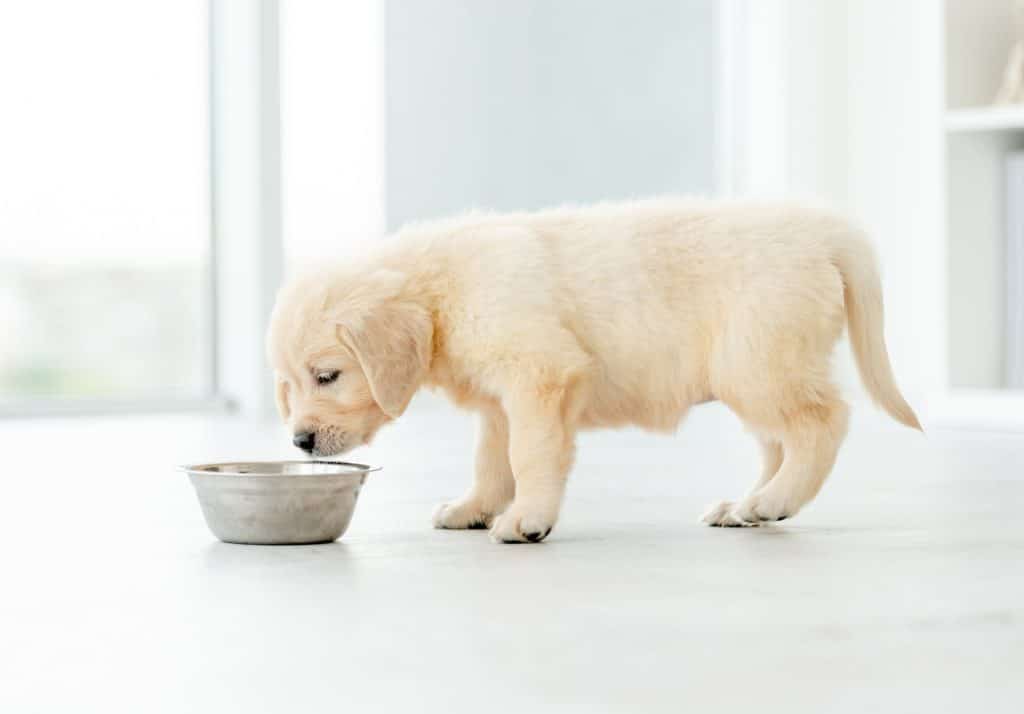 A puppy eating food so it grows into an adult