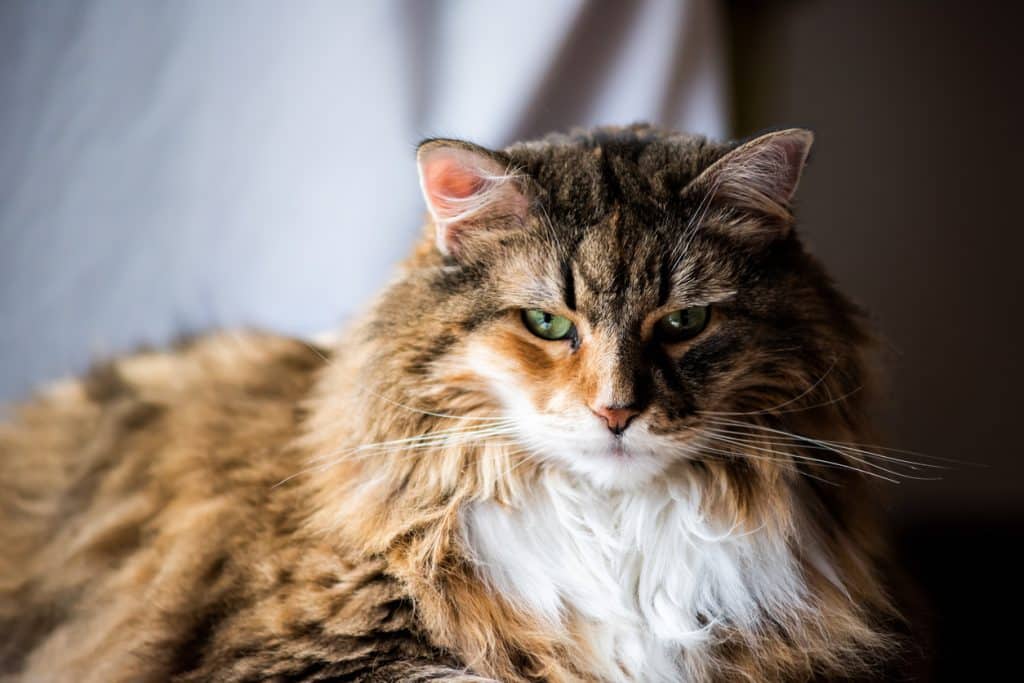 Big Large Maine coon calico cat resting on chair indoors inside house comfortable, breed neck mane or ruff scary looking mean angry