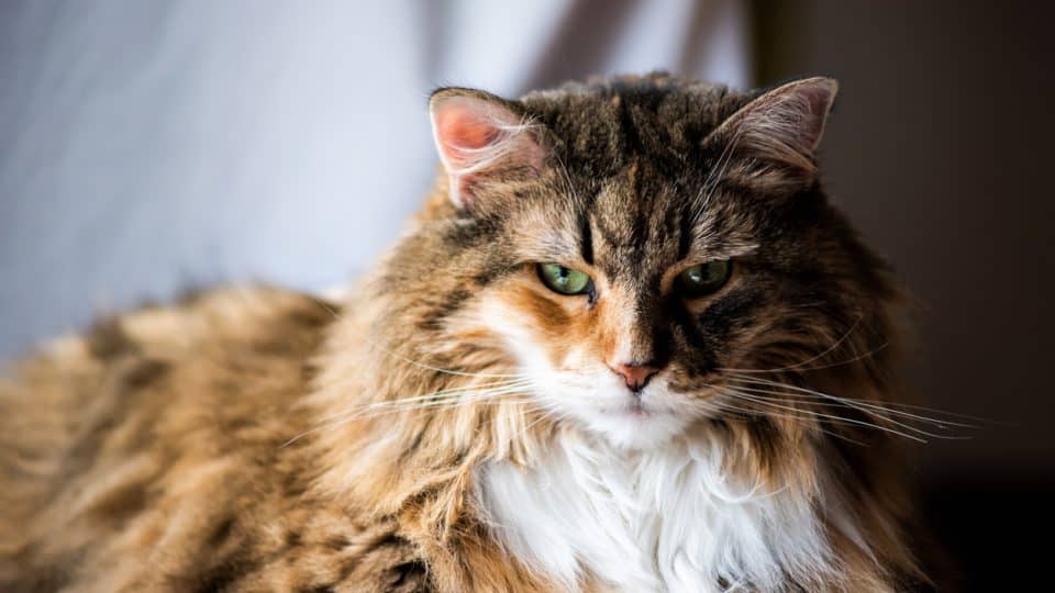 Big Large Maine coon calico cat resting on chair indoors inside house comfortable, breed neck mane or ruff scary looking mean angry