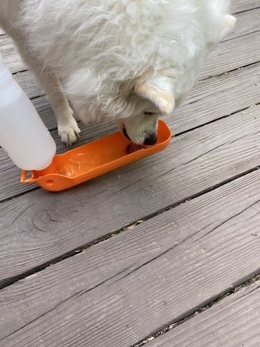 White dog drinking from orange water bottle