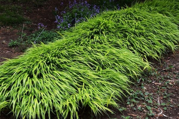 Hakone grass in garden