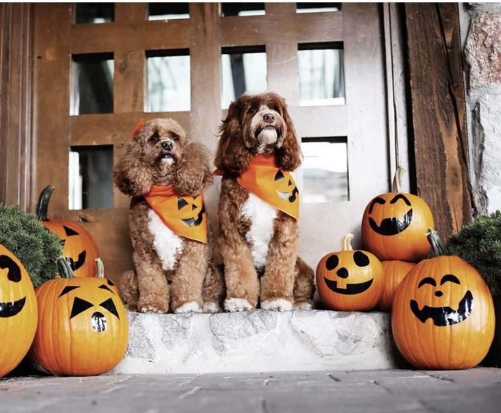 halloween bandana