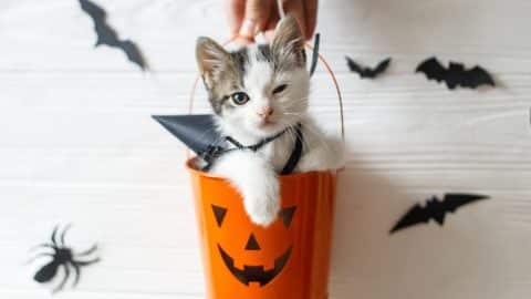 Winking kitten sitting in Halloween bucket