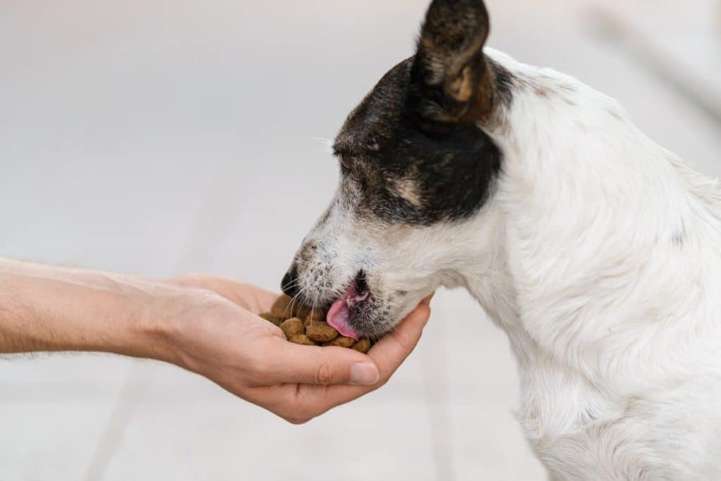 Slow feeding a dog by hand