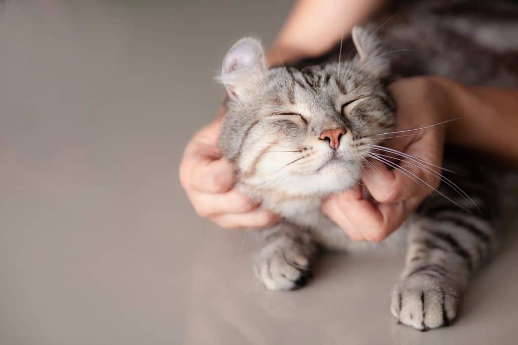 Un chat heureux dans les bras de son propriétaire.