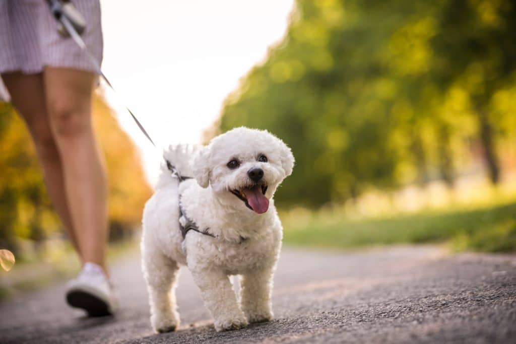 A happy dog on a walk