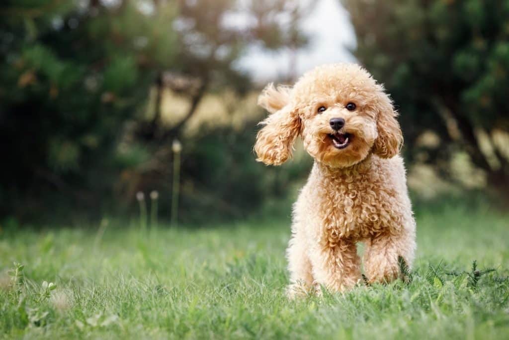A happy Doodle running outside