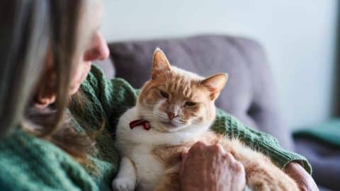 A happy older cat with their pet parent