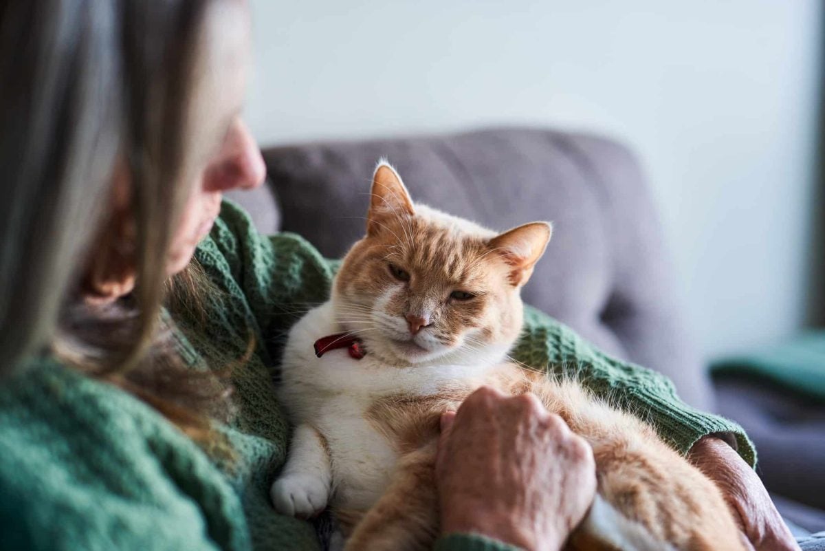senior cat vet visit cost