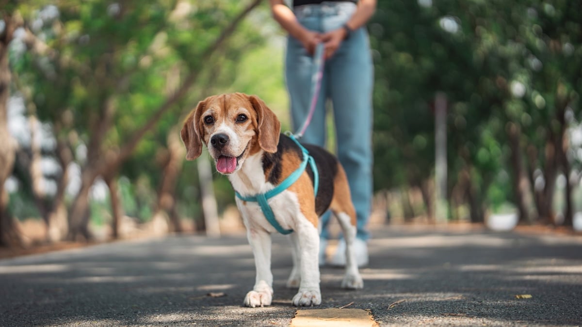 Beagle wearing harness on leash in park