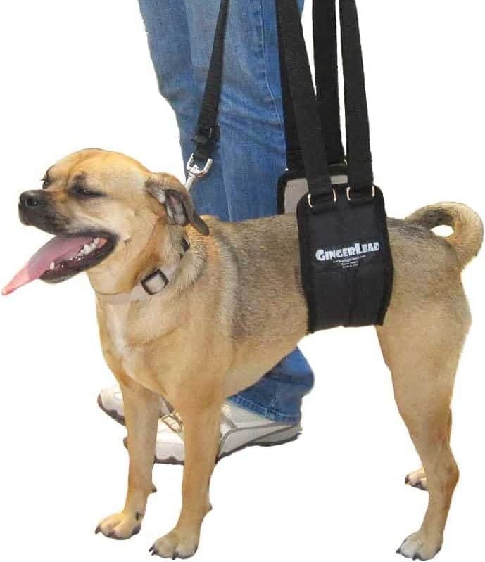 Gingerlead Dog Sling Support Harness