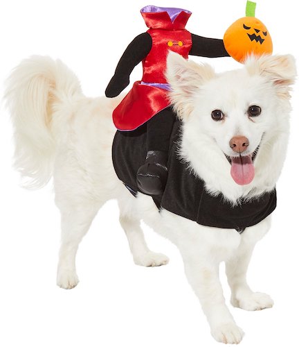 dog in headless rider costume