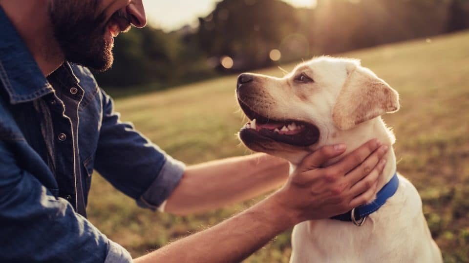 Man pets dog, smiling and making eye contact, in sunny field