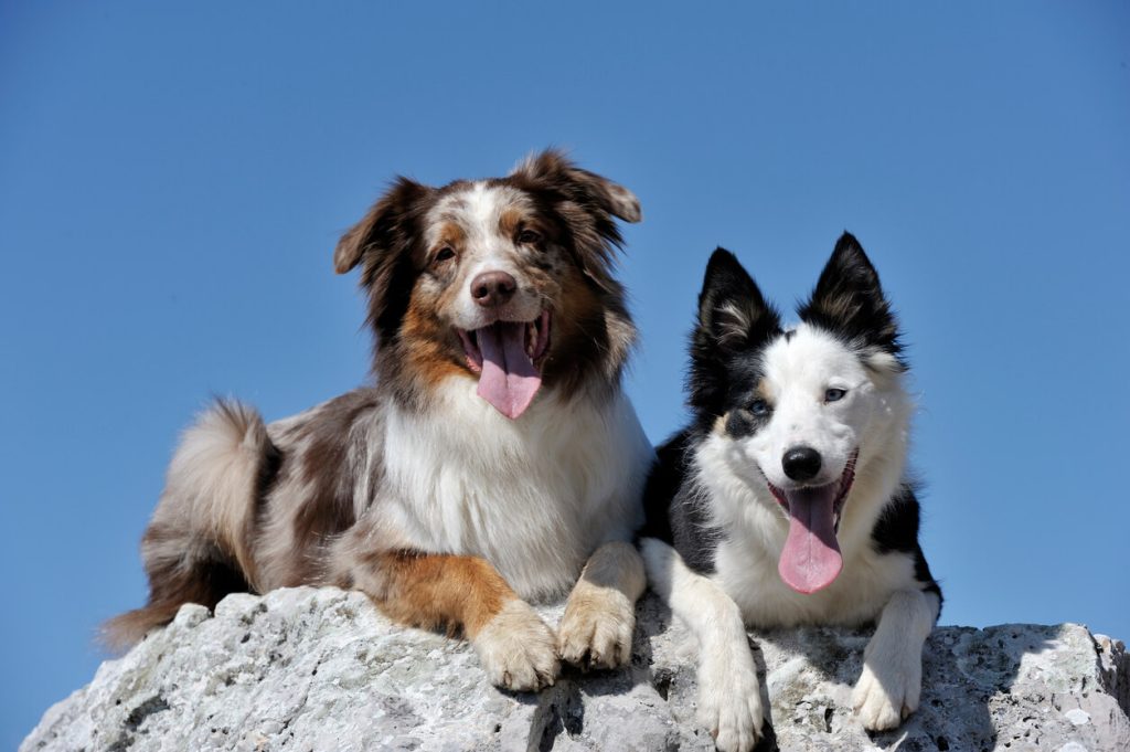 Australian Shepherd and Border Collie sitting on hill
