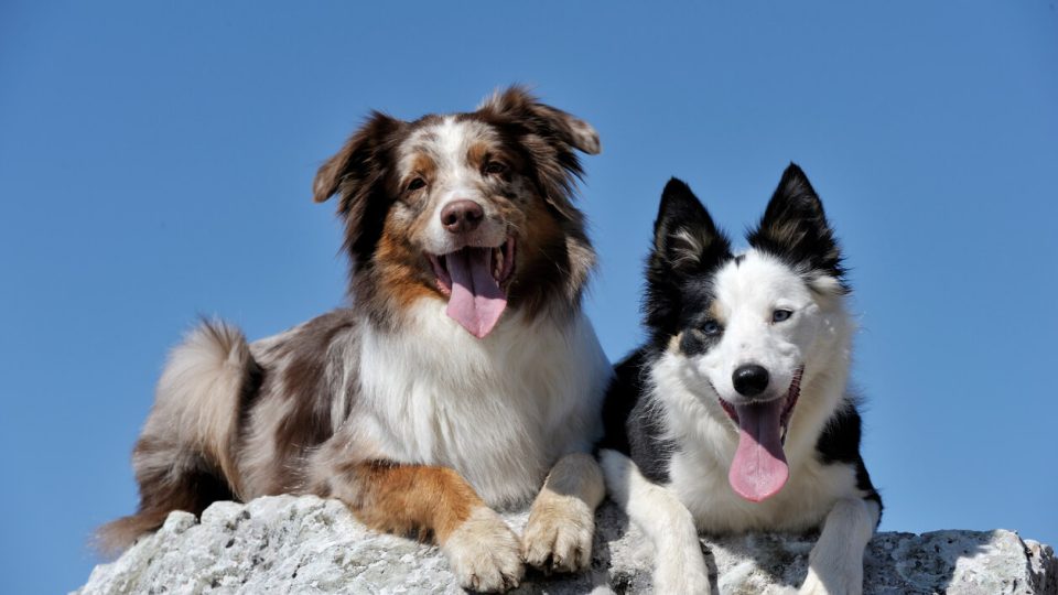 Australian Shepherd and Border Collie sitting on hill