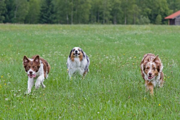 Border Collie and Australian Shepherds playing outside