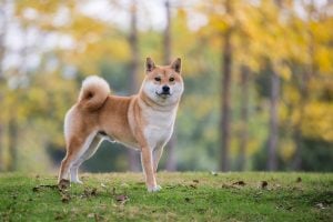Shiba Inu standing outside in fall