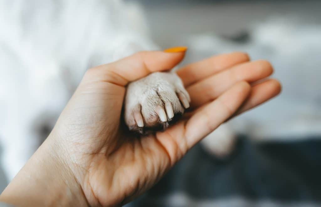 Una mujer sujeta la pata sana de su perro