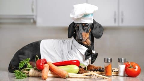 Black and tan Dachshund wearing white chef hat and robe in the kitchen, in cooking process.