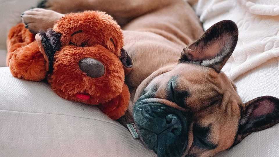 The Top 11 Toys Experts Recommend for Dogs With Anxiety
