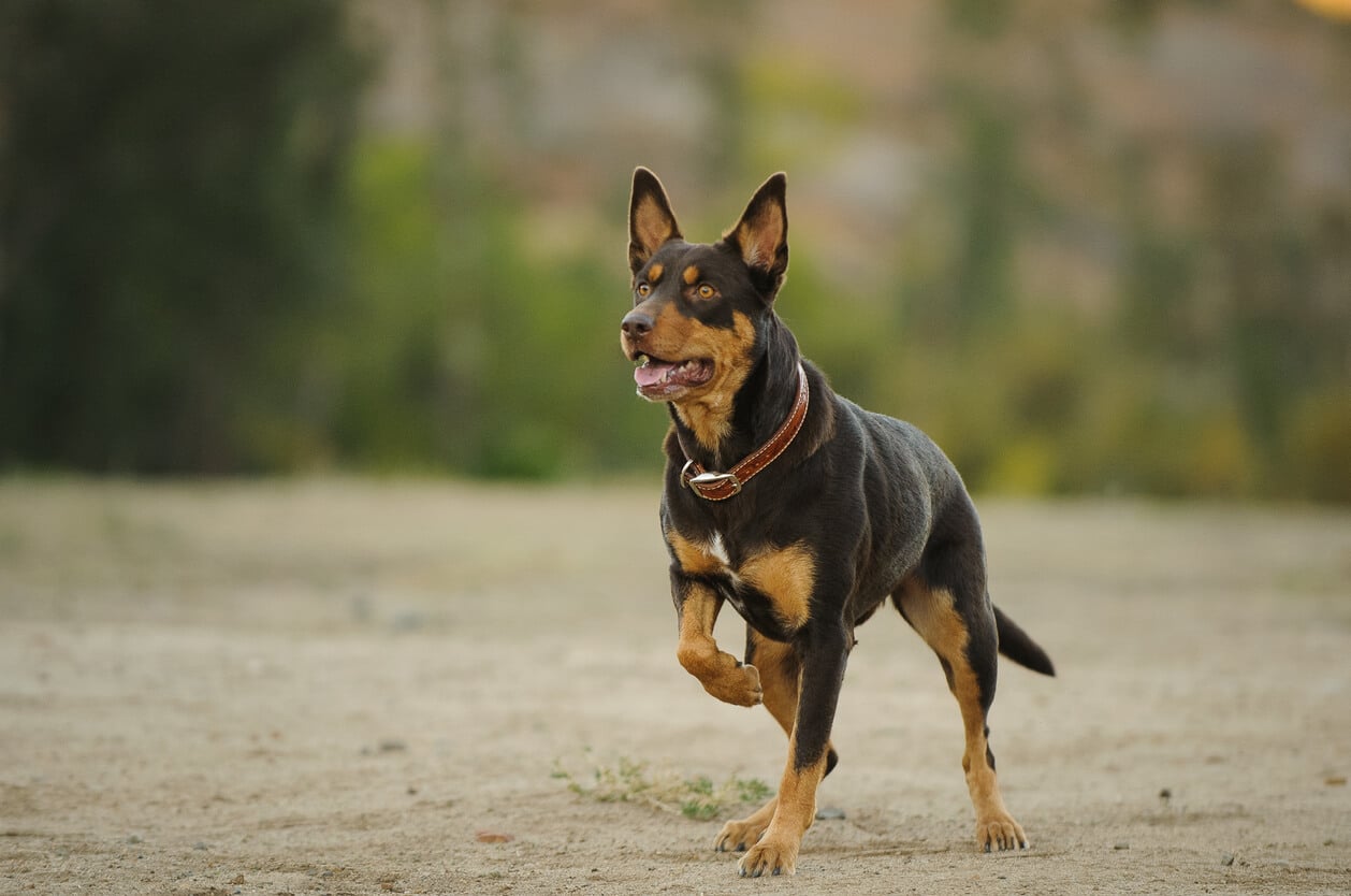 Australian Kelpie running