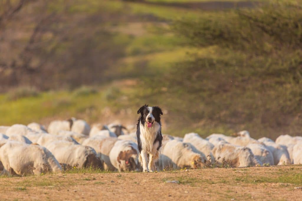 Border Collie with flock of sheep