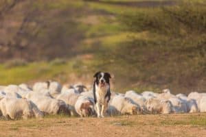 Border Collie with flock of sheep