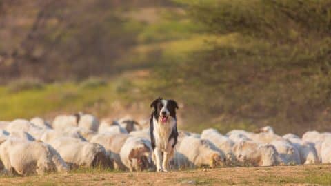 Border Collie with flock of sheep