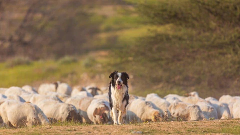 Border Collie with flock of sheep