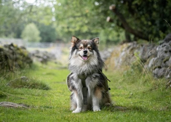 Tricolor Finnish Lapphund sitting in grass
