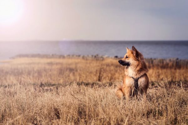 Icelandic Sheepdog in field at sunset