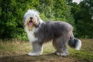 Old English Sheepdog standing in field