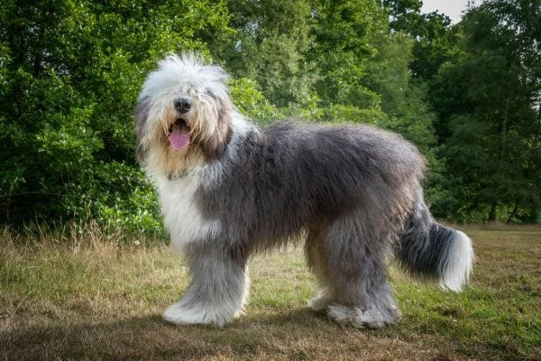 Old English Sheepdog standing in field