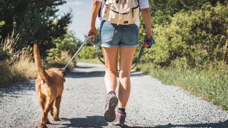 Dog walking with owner on a hiking trail in San Diego