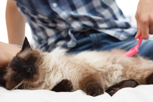 Person grooms relaxed Himalayan cat