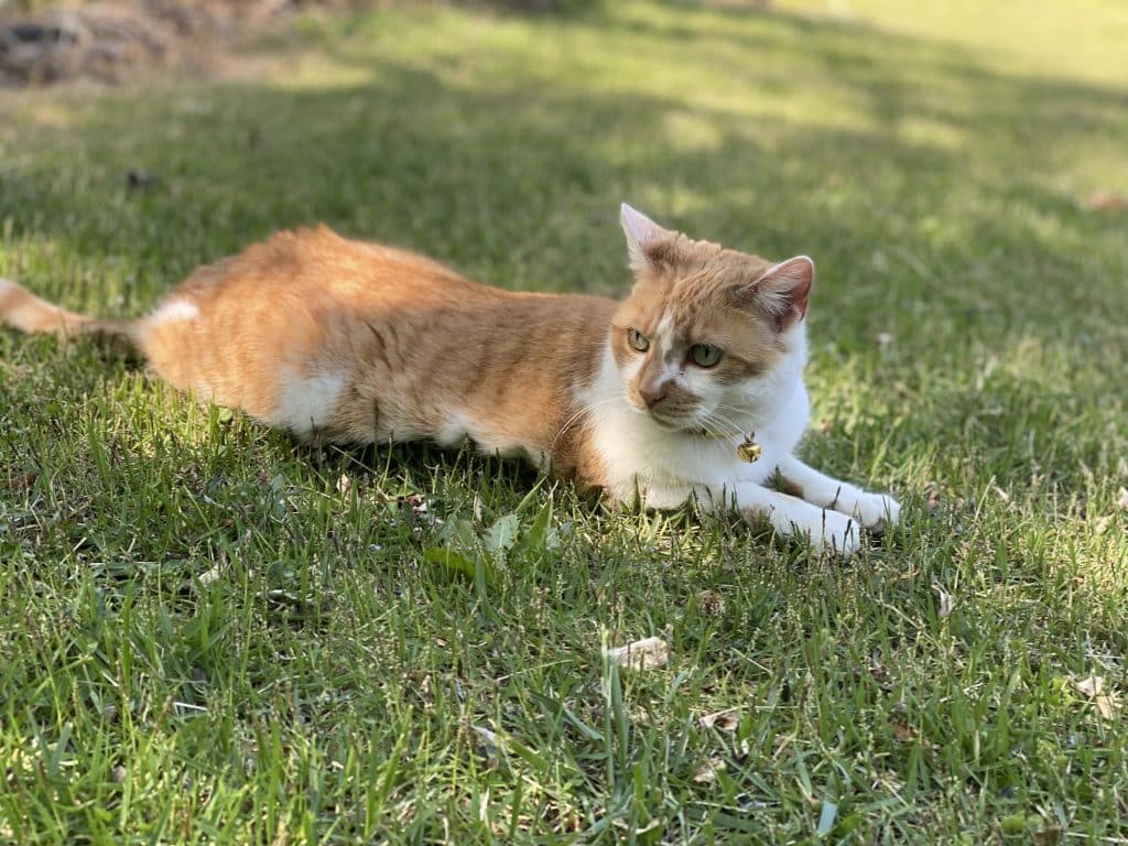 Orange and white cat laying in green grass