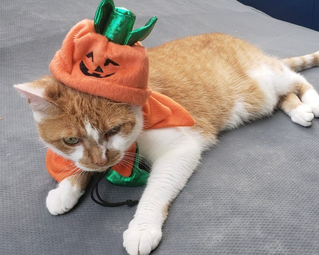 Orange and white cat with a pumpkin costume on