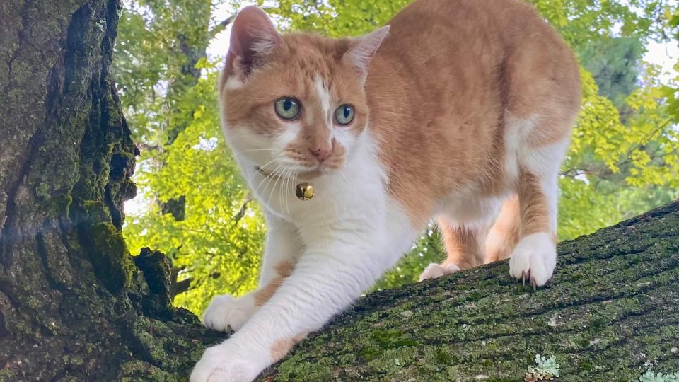 Orange and white cat in a tree